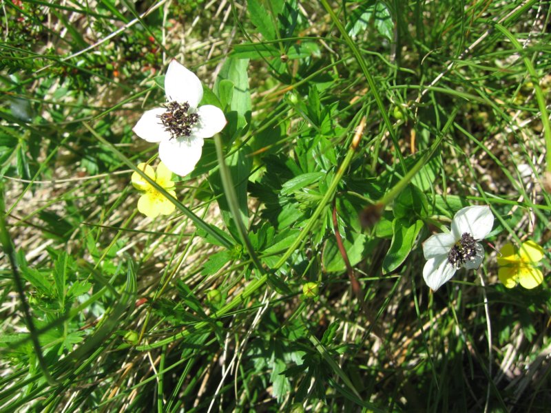 blomster2.jpg