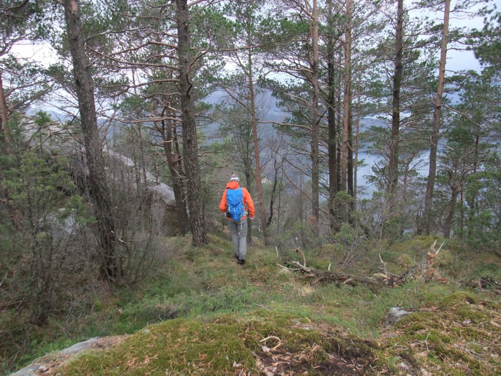 nediurskogen.jpg