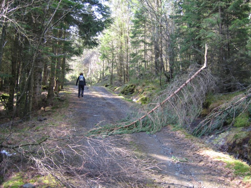 enskogsveitarossopppfjellet.jpg