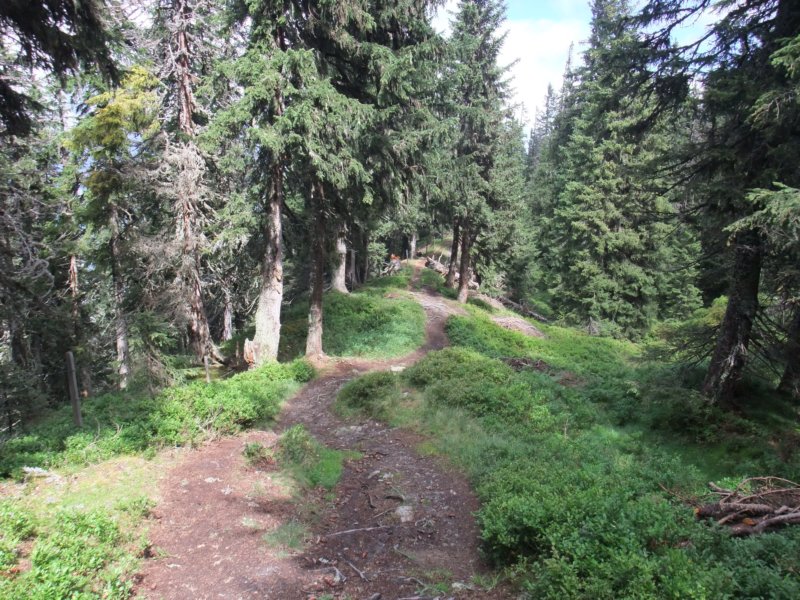 inniskogenigjen.jpg