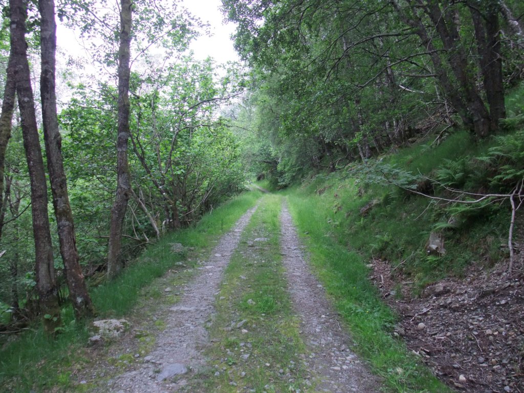 denneskogsveientarossopp.jpg