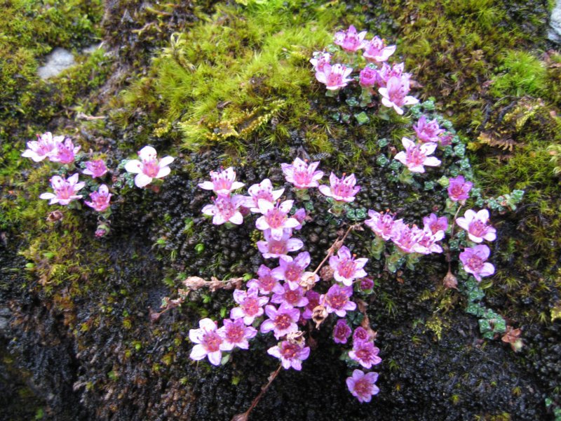 medflotteblomster.jpg