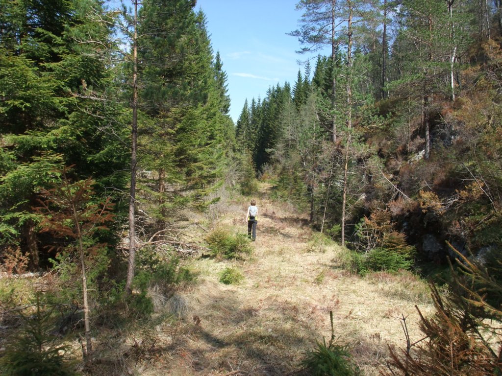 tilbakevedskogsveien.jpg