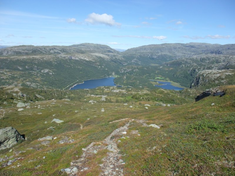nedeivegetasjonen.jpg